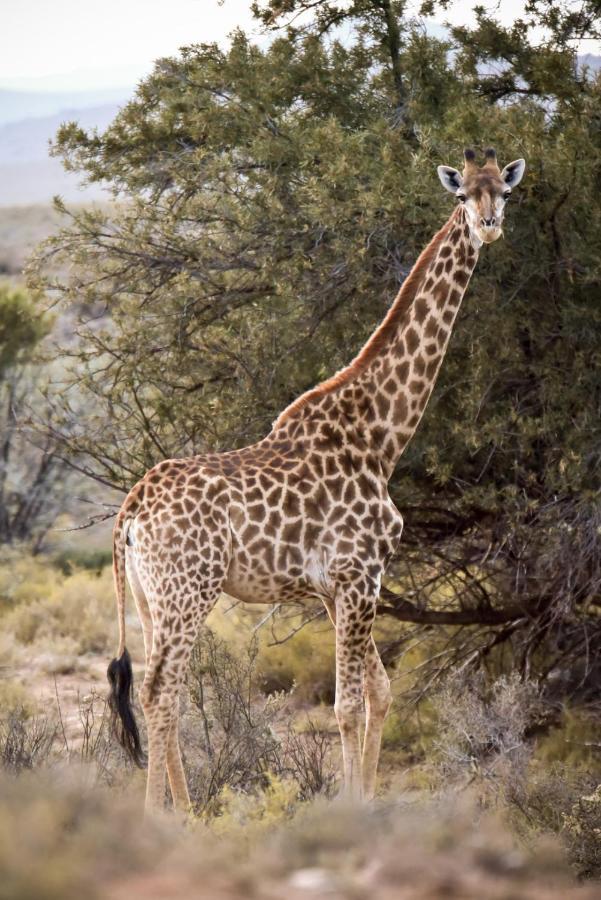 Mont Eco Game Reserve 蒙塔古 外观 照片